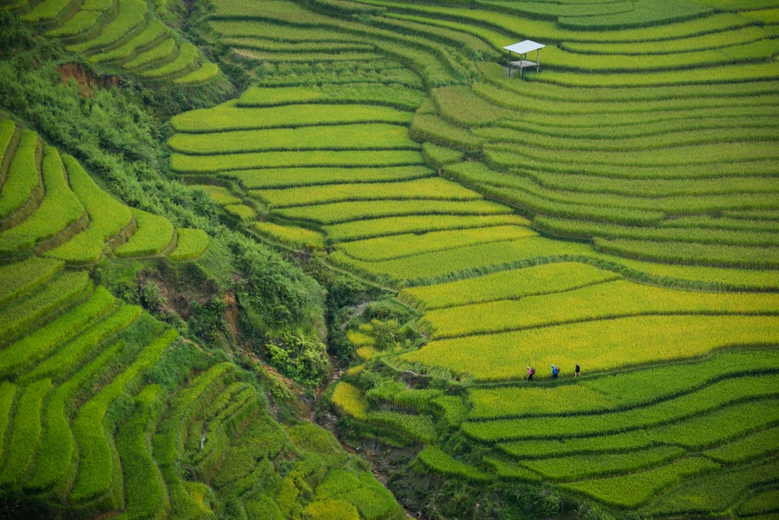Terasering sawah hijau melambangkan filosofi nama Padi777